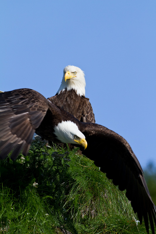 Bald Eagles